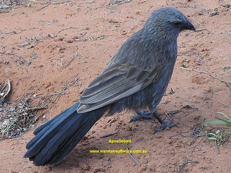Apostlebird pc020071 image
