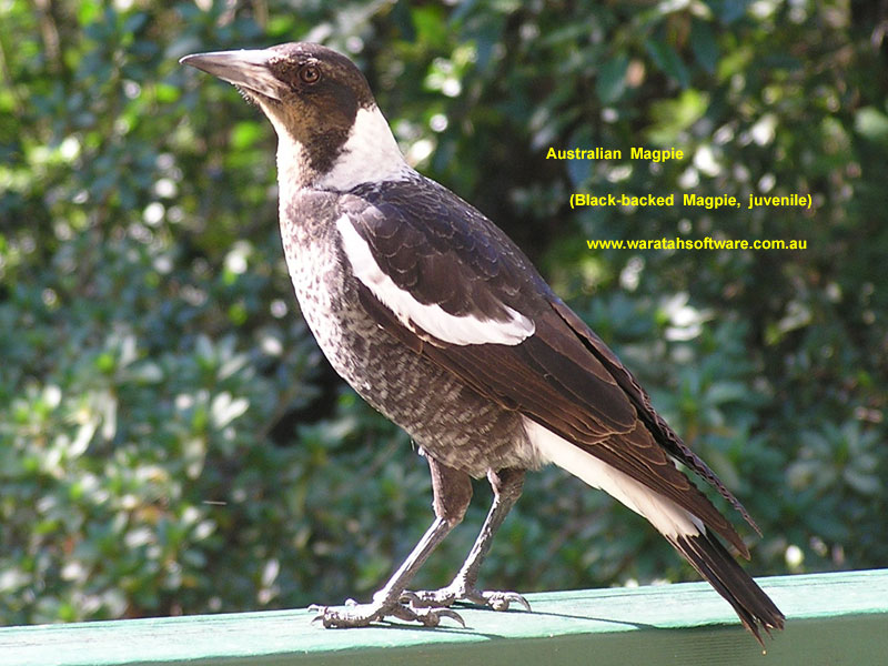 Australian Magpie (juvenile) p5130379 image