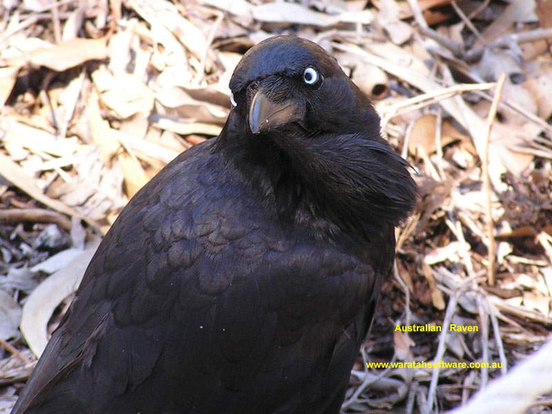 Australian Raven pb020025 image