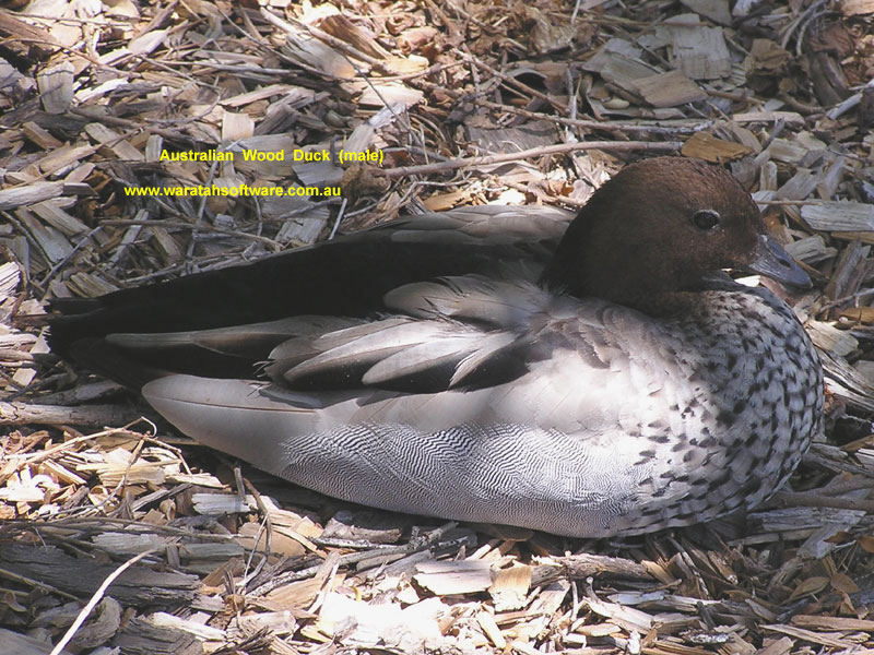 Australian Wood Duck pa290277 image