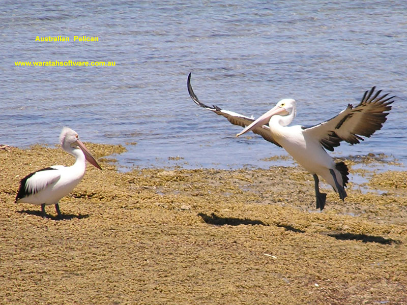 Australian Pelican p1240035 image