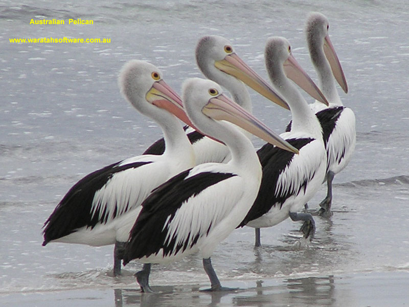 Australian Pelican p1280290 image