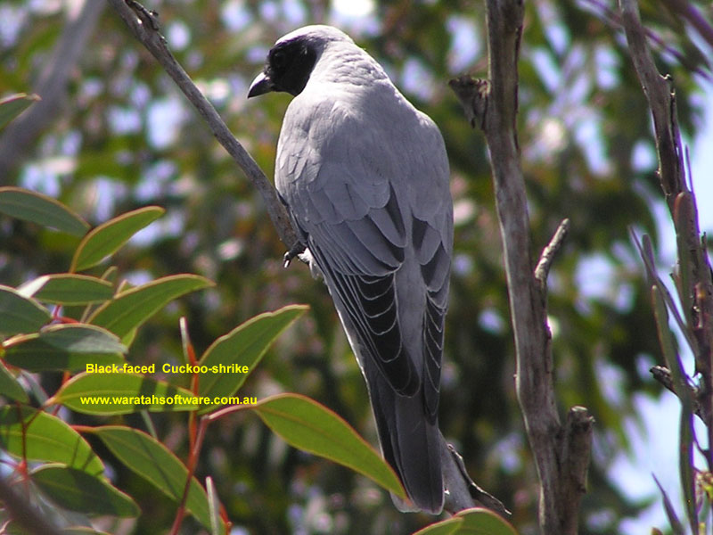 Black-faced Cuckoo-shrike p9160151 image