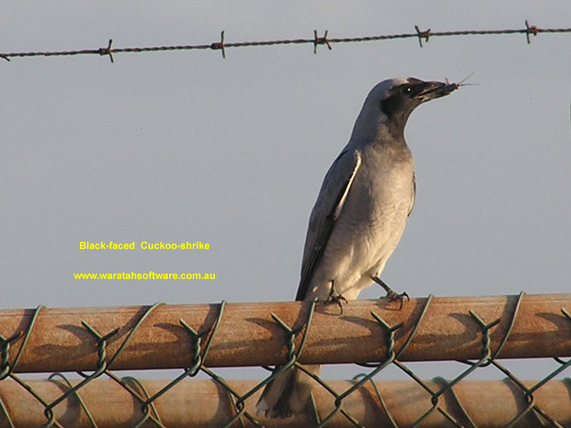 Black-faced Cuckoo-shrike pa170037 image