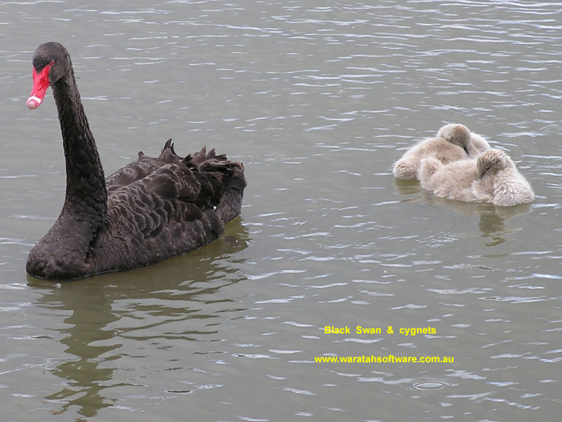 Black Swan pb130116 image