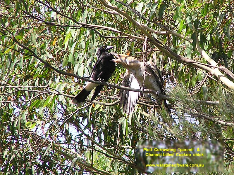 Pied Currawong parent with Channel-billed Cuckoo chick p1010035 image