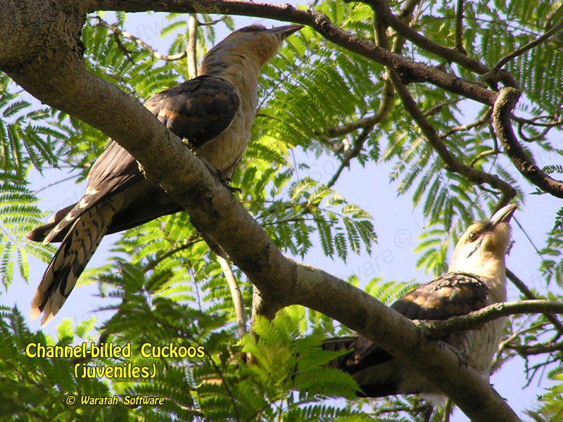 Channel-billed Cuckoos p1100008 image