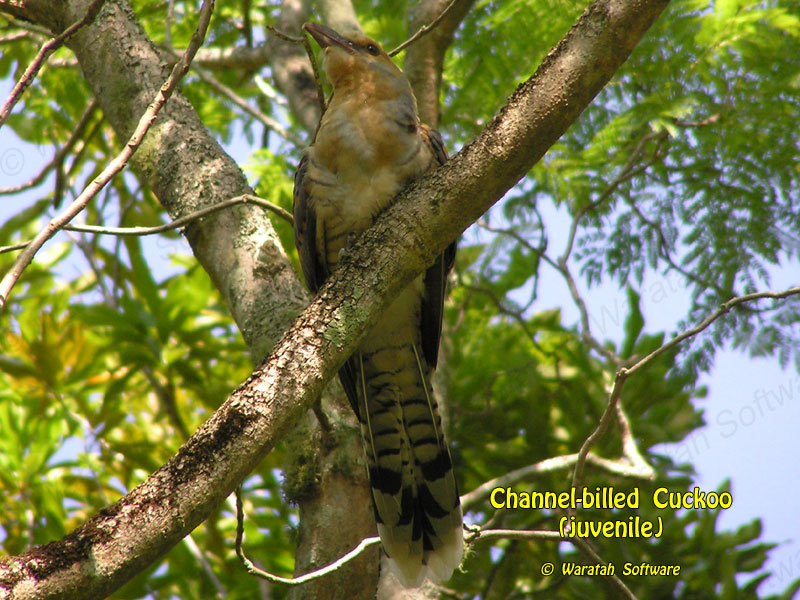 Channel-billed Cuckoo p1100022 image