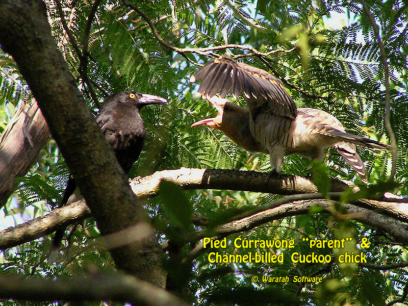 Pied Currawong parent with Channel-billed Cuckoo chick p1100074 image