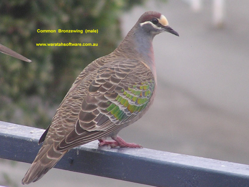 Common Bronzewing pa240271 image