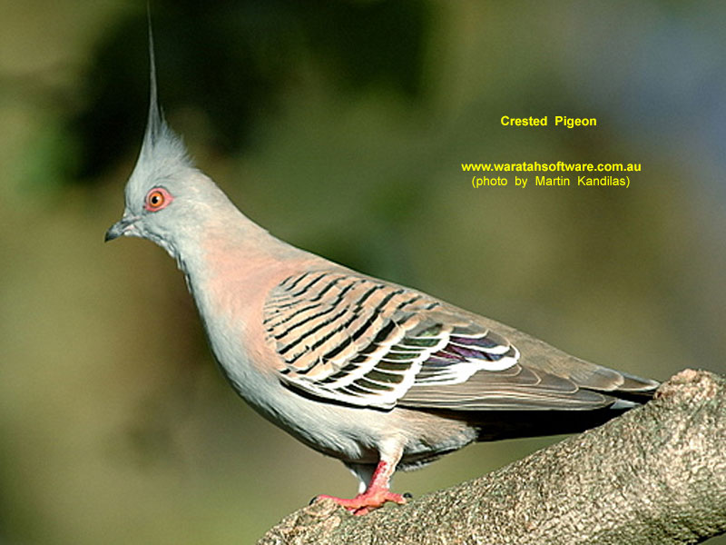 Crested Pigeon DSC_7802 image