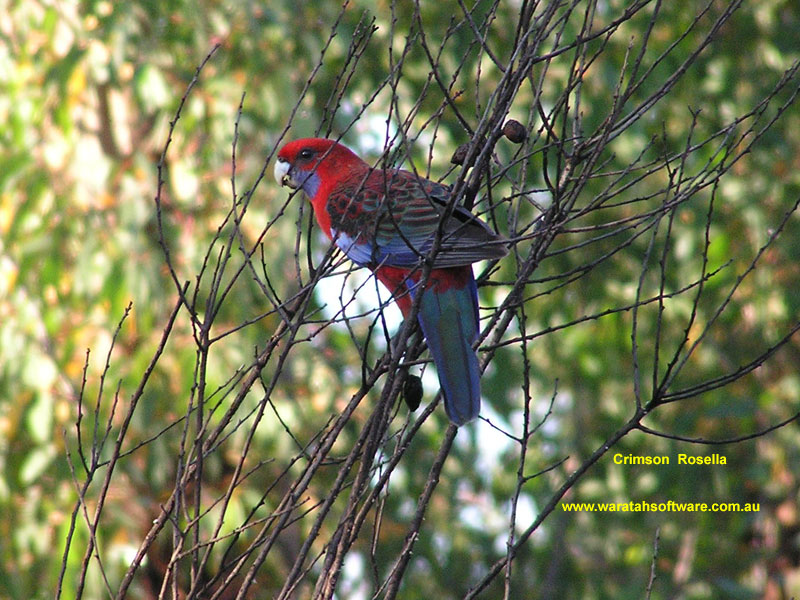 the Crimson Rosella p2130368 image