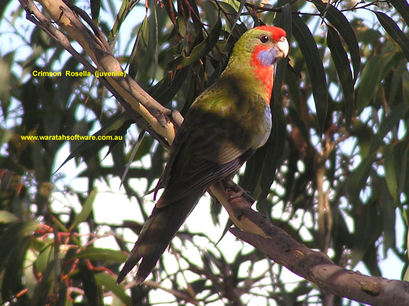 the Crimson Rosella p2240634 image