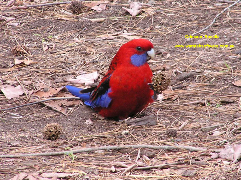 the Crimson Rosella p6190112 image