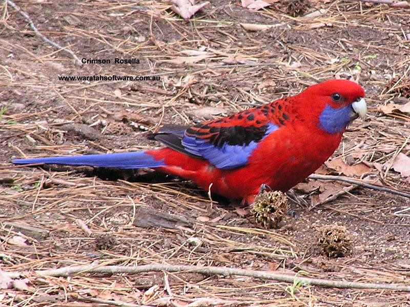 the Crimson Rosella p6190120 image