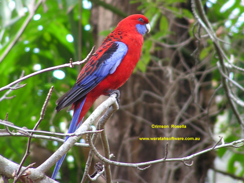 the Crimson Rosella p6190129 image