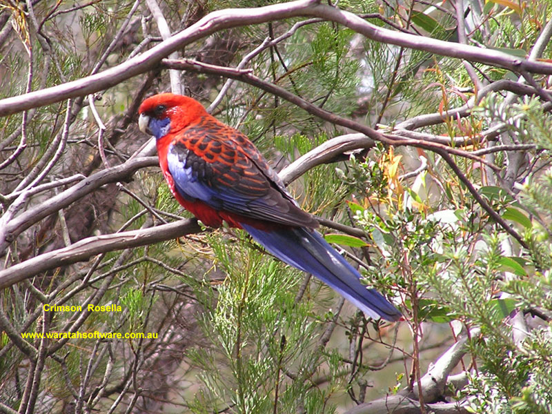 the Crimson Rosella pa120007 image