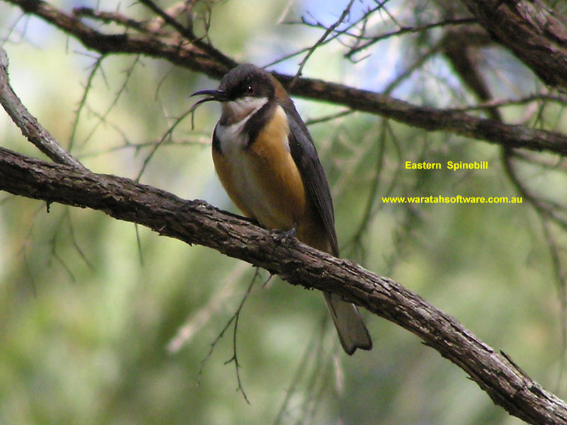 Eastern Spinebill p9040608 image