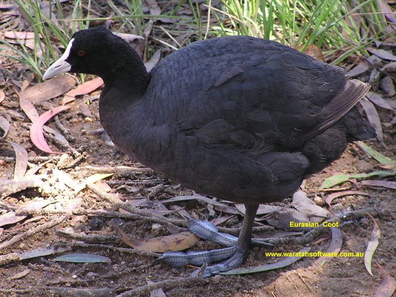 Eurasian Coot p1140163 image