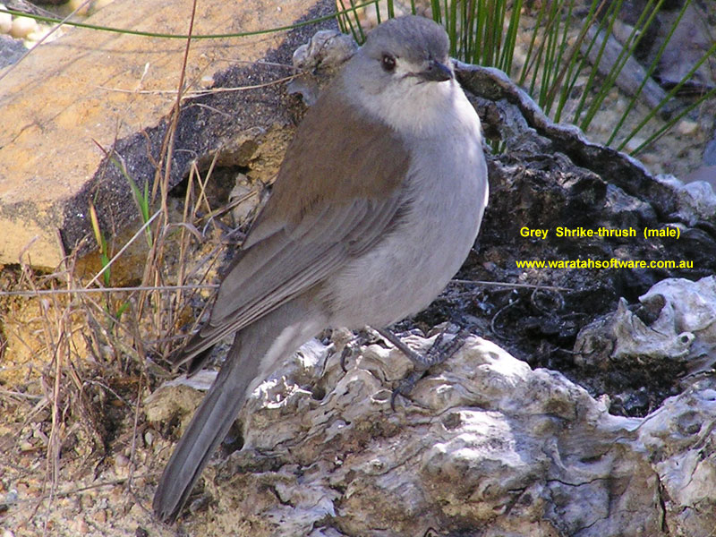 Grey Shrike-thrush p8070655 image