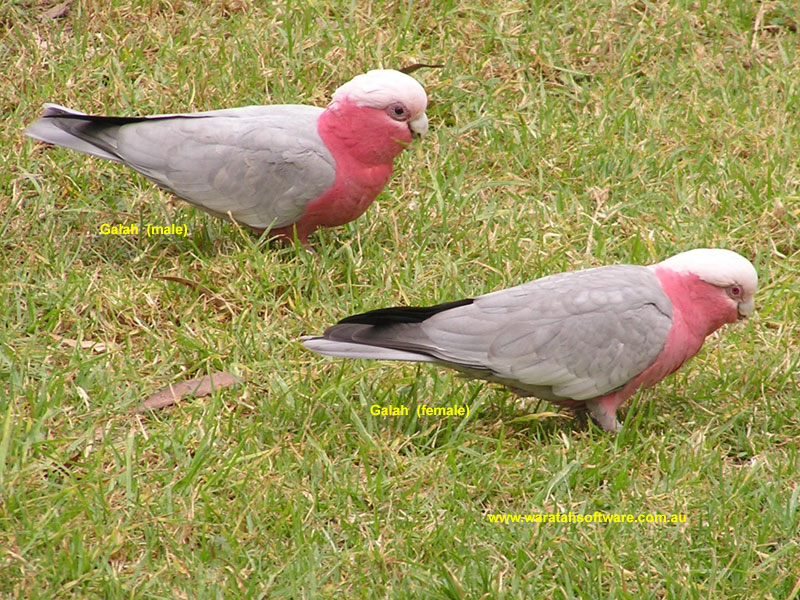 Galah p5200404 image