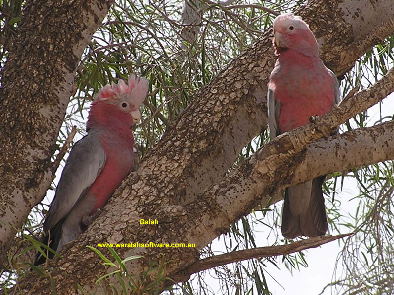 Galah pb010539 image