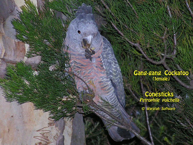 Gang-gang Cockatoo (female) p3120525 image