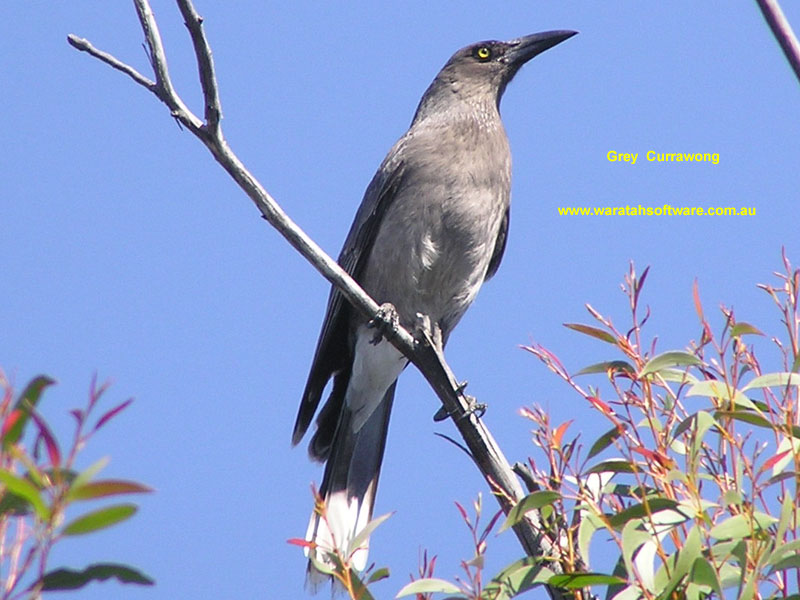 Grey Currawong p9190261 image