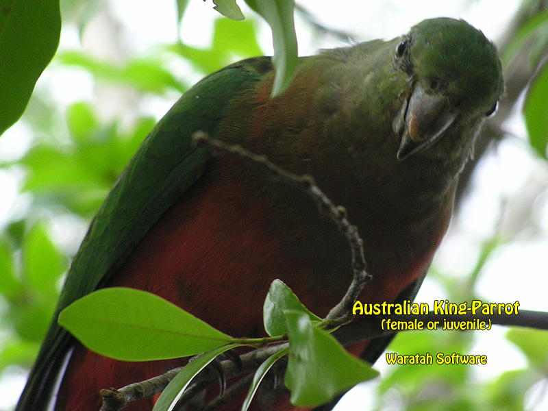 the Australian King-Parrot p3200662 image