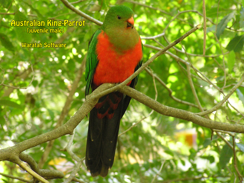 the Australian King-Parrot p9170076 image