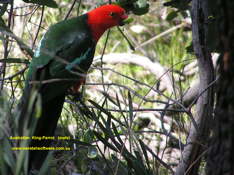 the Australian King-Parrot p9170398 image