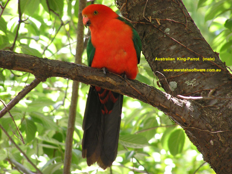 the Australian King-Parrot pb280105 image