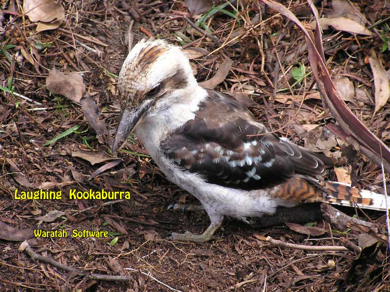 the Laughing Kookaburra p1180308 image