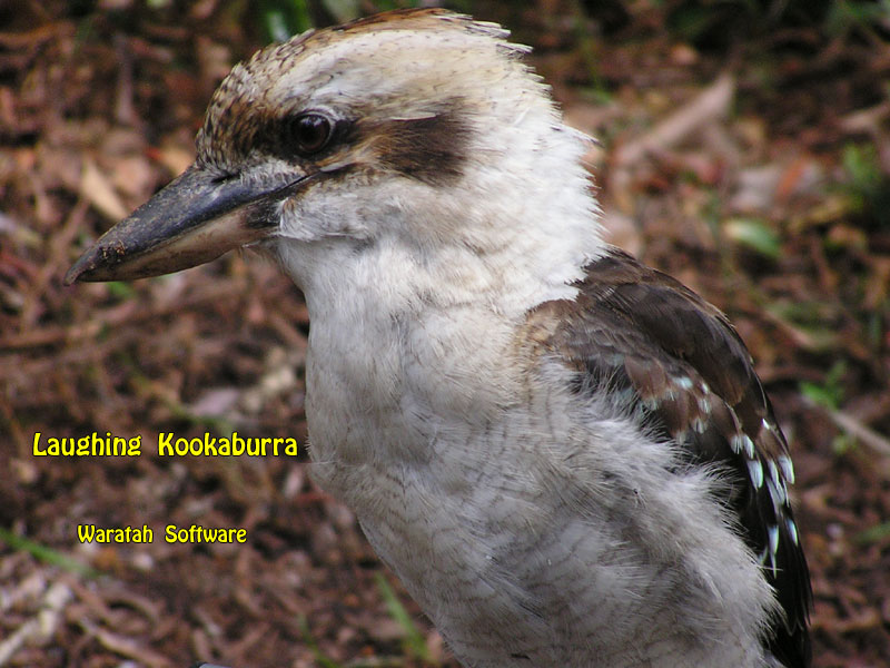the Laughing Kookaburra p1180312 image