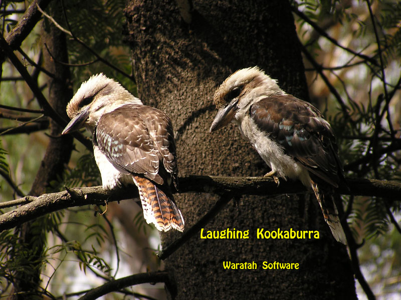 the Laughing Kookaburra p1180327 image