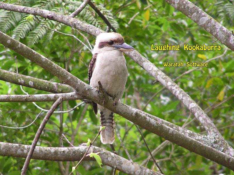 the Laughing Kookaburra pa240061 image