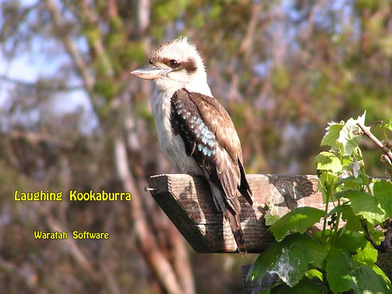 the Laughing Kookaburra pb120033 image