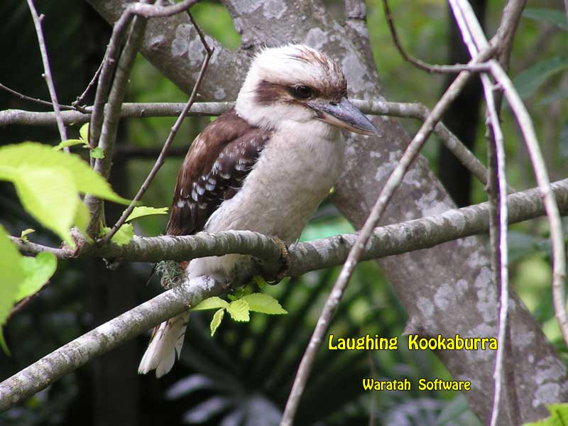 the Laughing Kookaburra pb240101 image