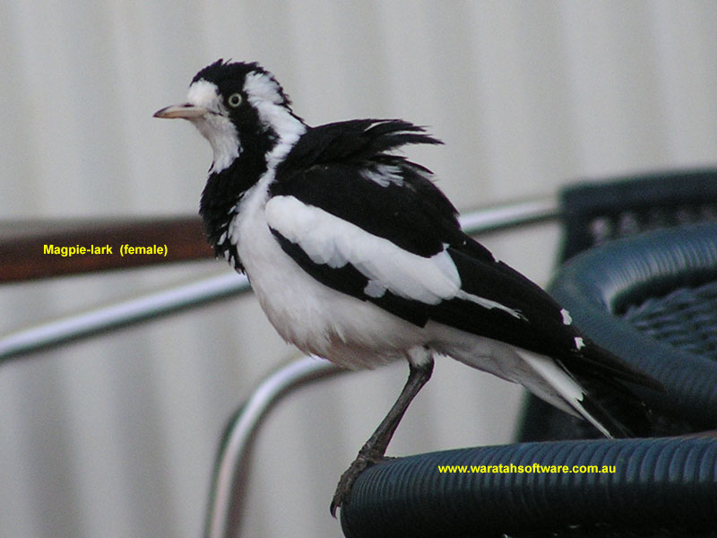 Magpie-lark (female) pa170052 image