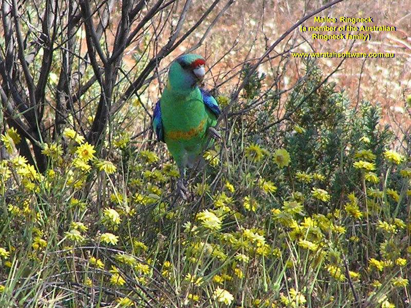 Mallee Ringneck p9010115 image