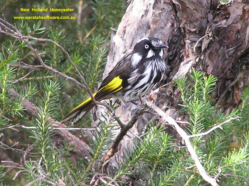 New Holland Honeyeater p9100261 image