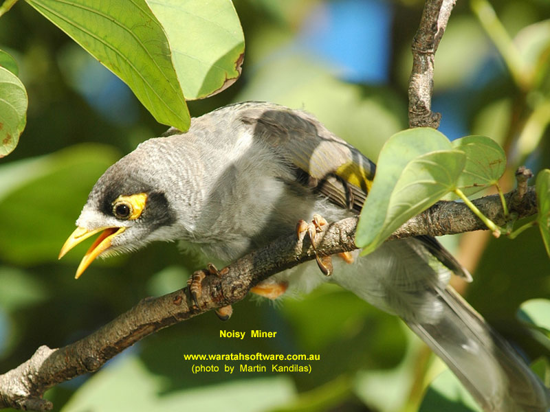 Noisy Miner DSC_5653 image