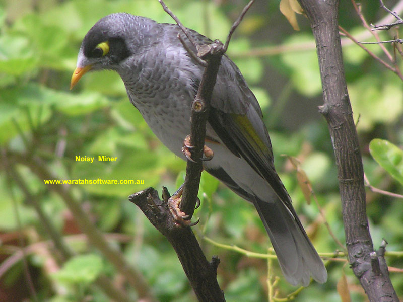 Noisy Miner p2100016 image