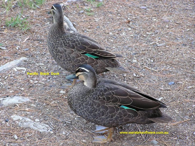 Pacific Black Duck pc090048 image