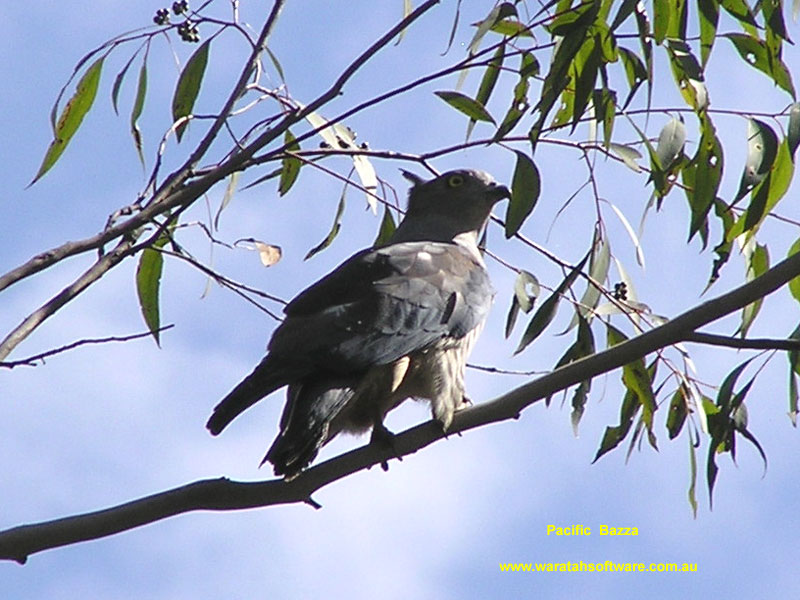 Pacific Bazza p9060183 image