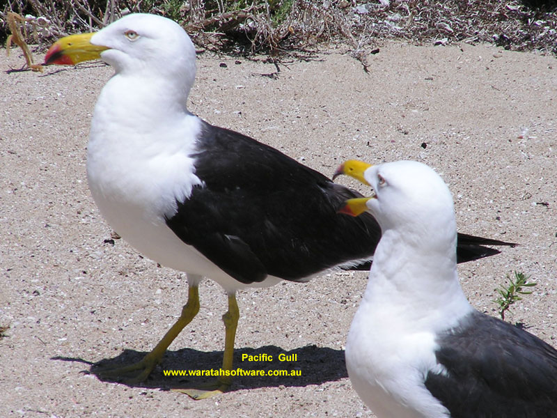 Pacific Gull p1240019 image