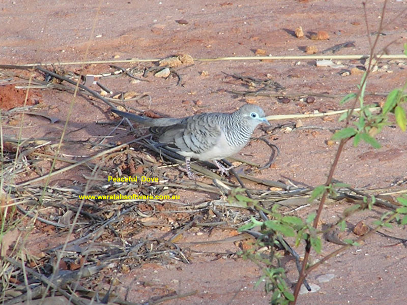 Peaceful Dove pa160430 image