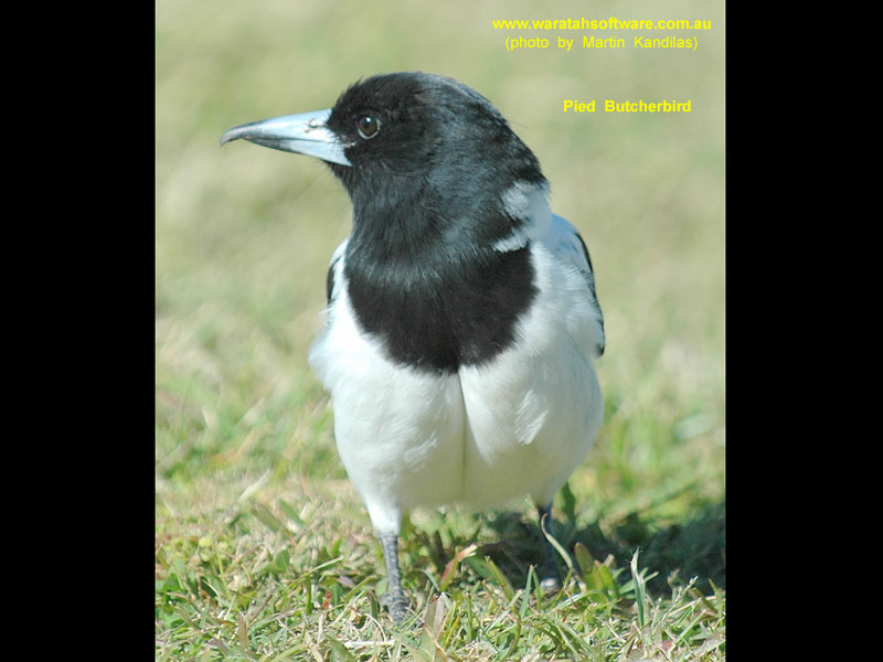 Pied Butcherbird DSC_0647 image