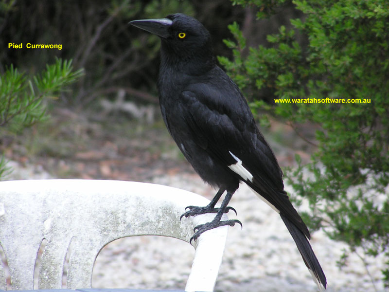 Pied Currawong pc200285 image