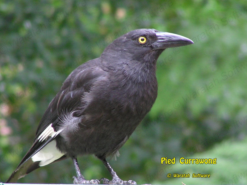 Pied Currawong pc300041 image